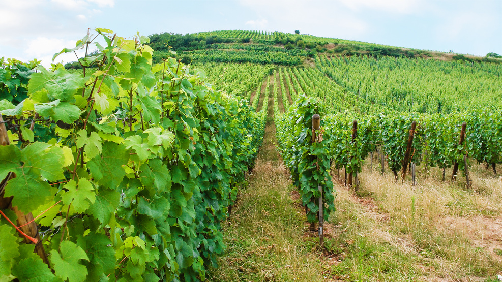 Vineyard Beds in Wine Route